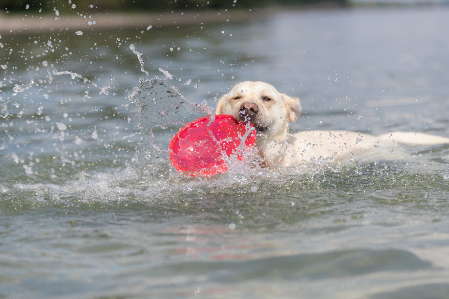 Trixie | Dog Activity & Sports Toy | Disc TPR Floatable Frisbee Roller