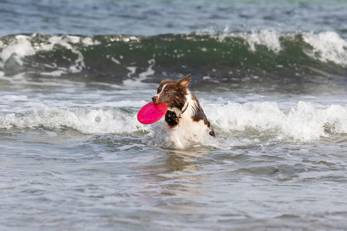 Trixie | Dog Activity & Sports Toy | Disc TPR Floatable Frisbee Roller