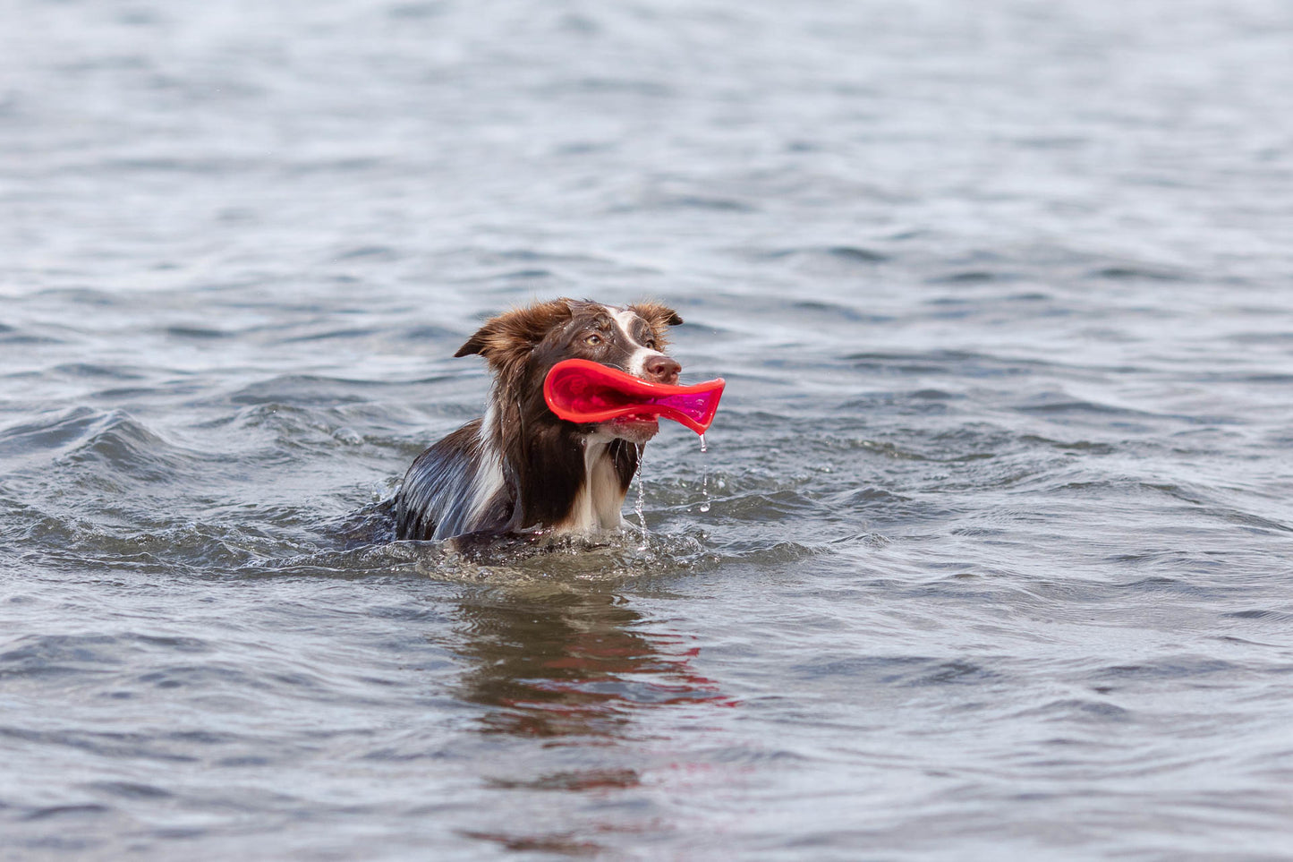 Trixie | Dog Activity & Sports Toy | Disc TPR Floatable Frisbee Roller