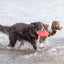 Trixie | Dog Activity & Sports Toy | Disc TPR Floatable Frisbee Roller