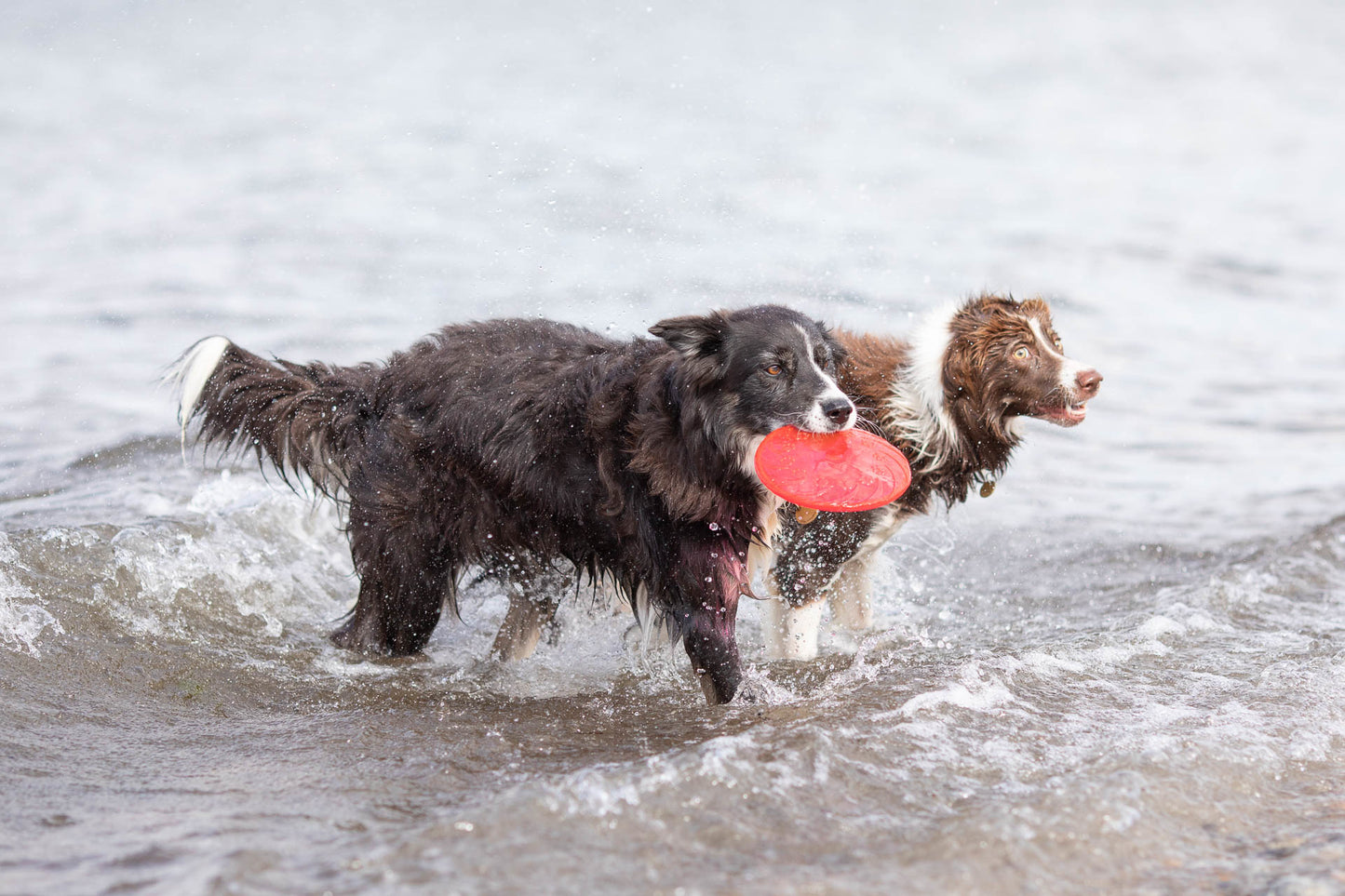 Trixie | Dog Activity & Sports Toy | Disc TPR Floatable Frisbee Roller