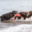 Trixie | Dog Activity & Sports Toy | Disc TPR Floatable Frisbee Roller