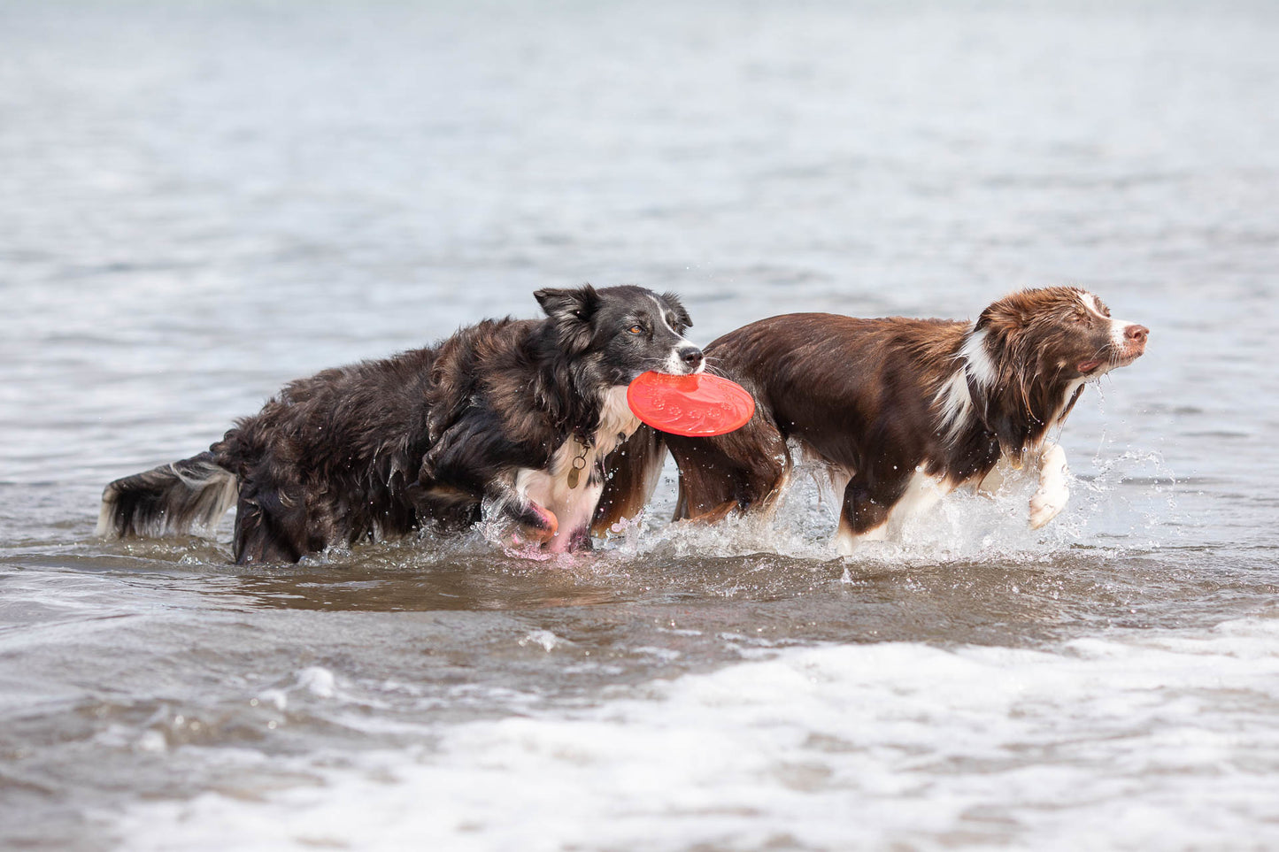 Trixie | Dog Activity & Sports Toy | Disc TPR Floatable Frisbee Roller