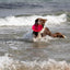 Trixie | Dog Activity & Sports Toy | Disc TPR Floatable Frisbee Roller
