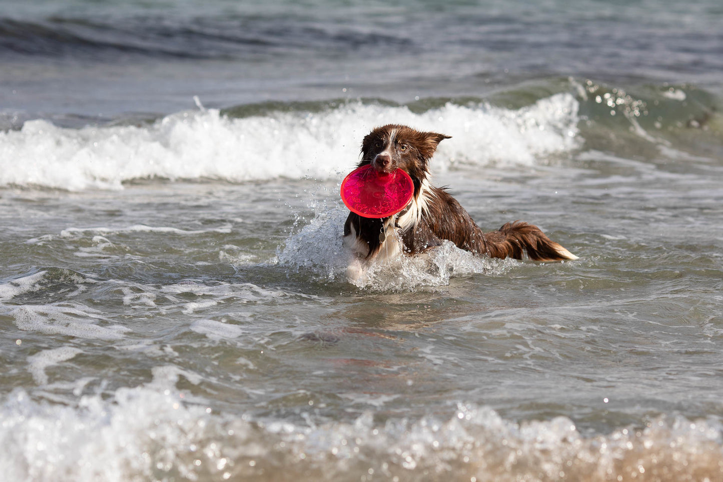 Trixie | Dog Activity & Sports Toy | Disc TPR Floatable Frisbee Roller