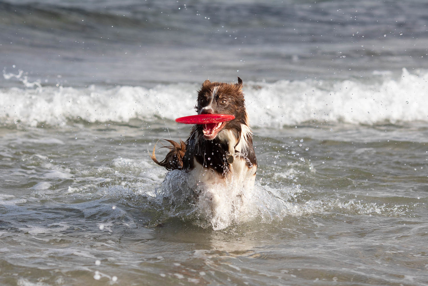 Trixie | Dog Activity & Sports Toy | Disc TPR Floatable Frisbee Roller