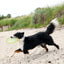 Trixie | Dog Activity & Sports Toy | Disc TPR Floatable Frisbee Roller