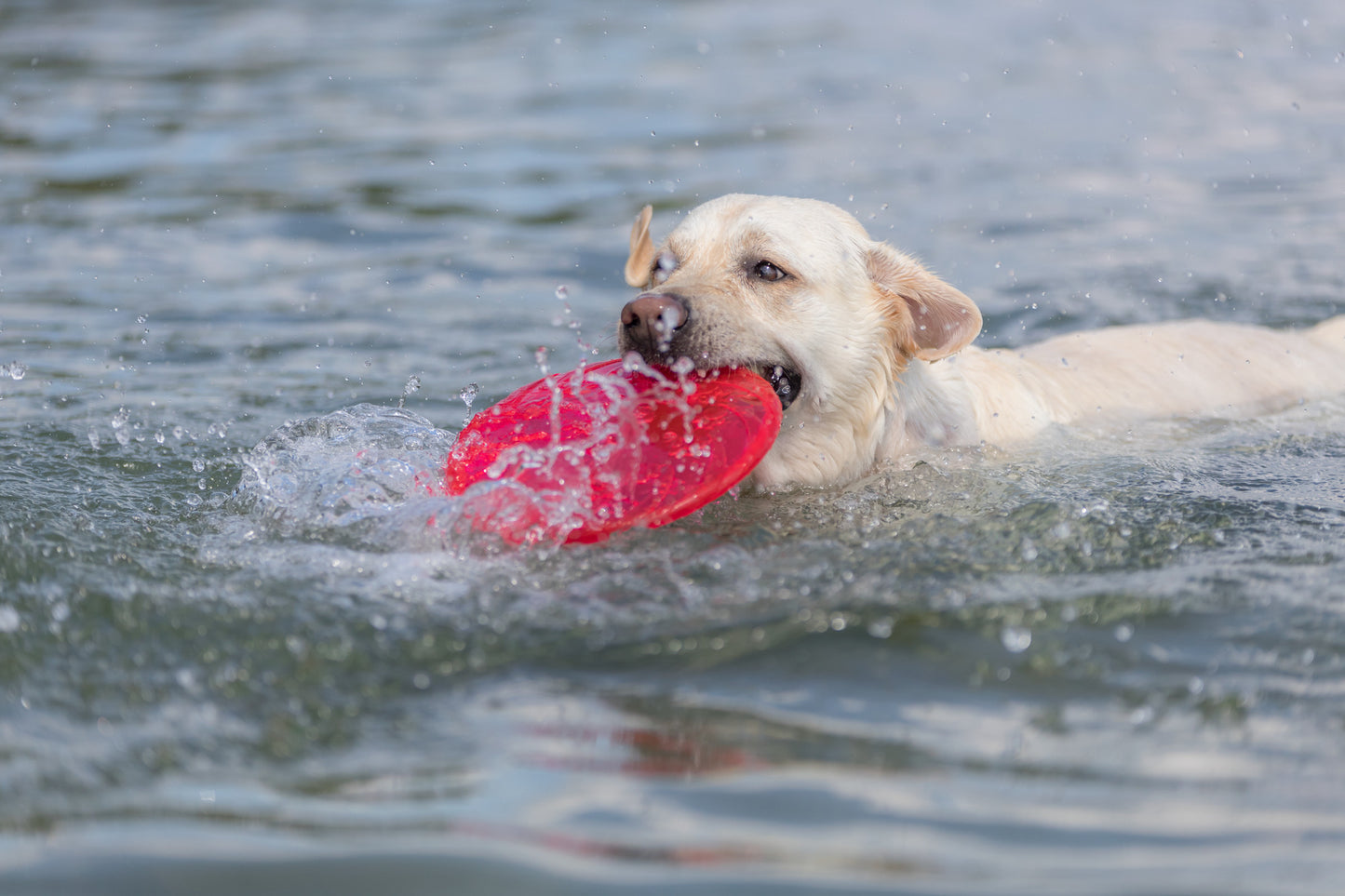 Trixie | Dog Activity & Sports Toy | Disc TPR Floatable Frisbee Roller