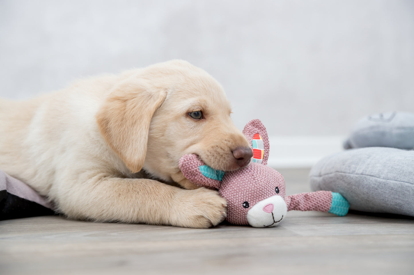 Trixie | Junior Bunny Plush & Chewy with Squeak | Puppy Toy