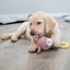 Trixie | Junior Bunny Plush & Chewy with Squeak | Puppy Toy