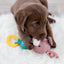 Trixie | Junior Bunny Plush & Chewy with Squeak | Puppy Toy