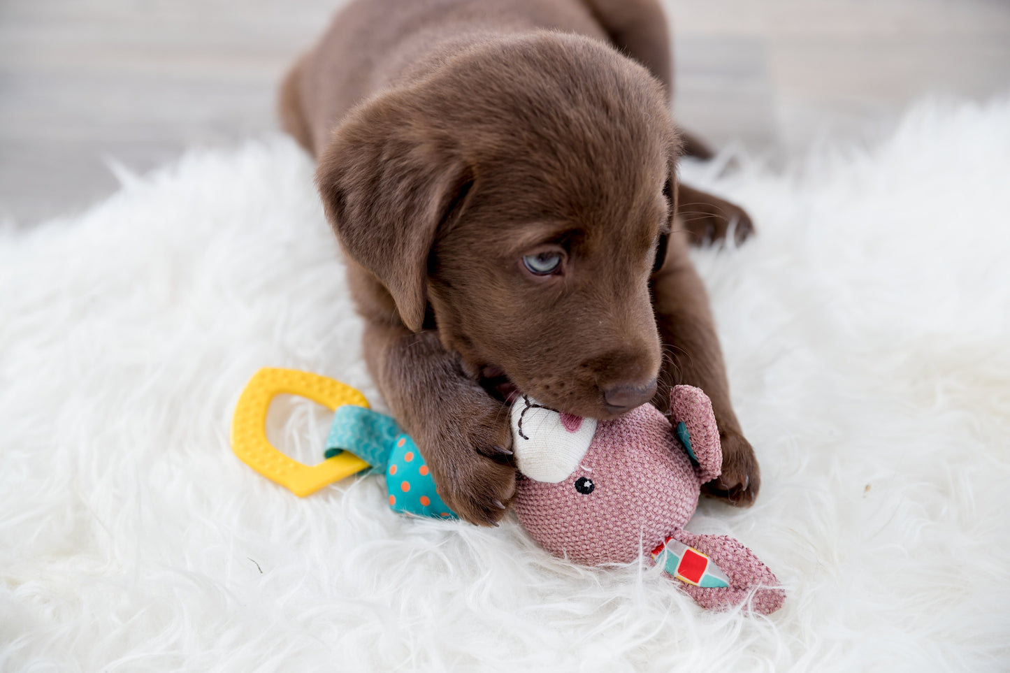 Trixie | Junior Bunny Plush & Chewy with Squeak | Puppy Toy