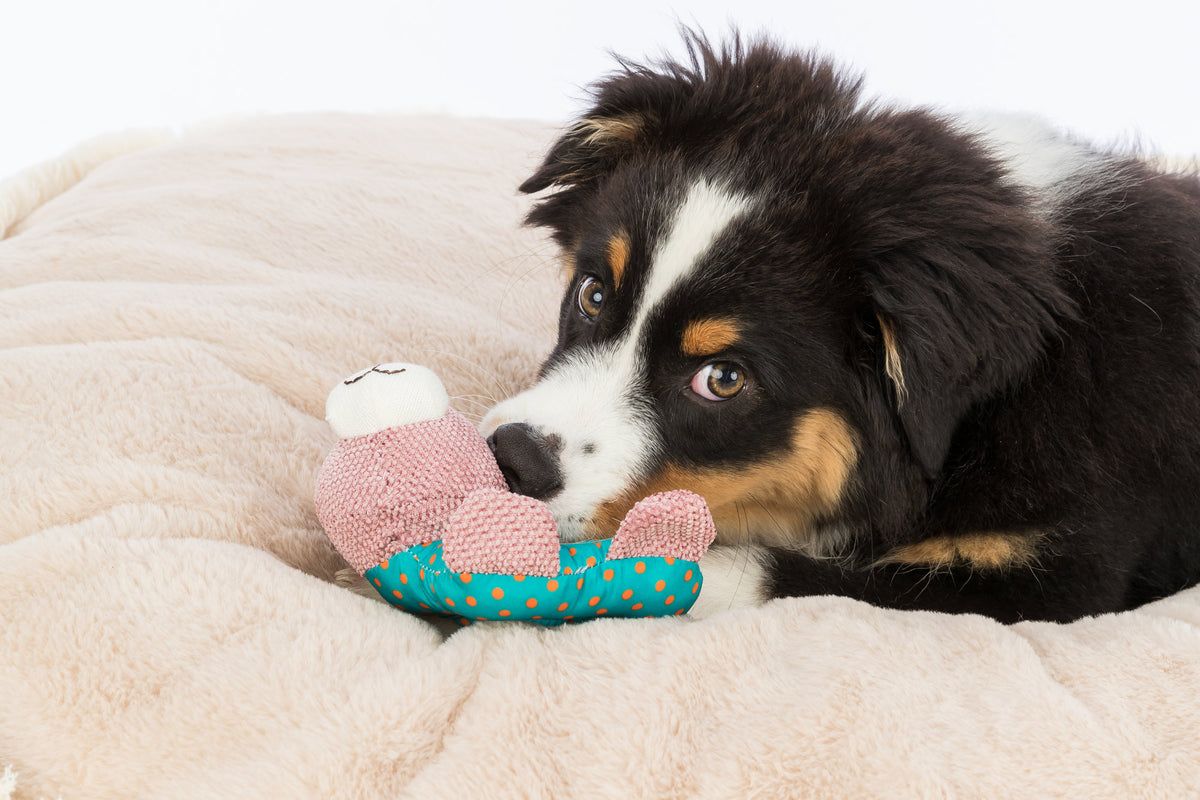 Trixie | Junior Bunny | Plush Squeaky Puppy Toy