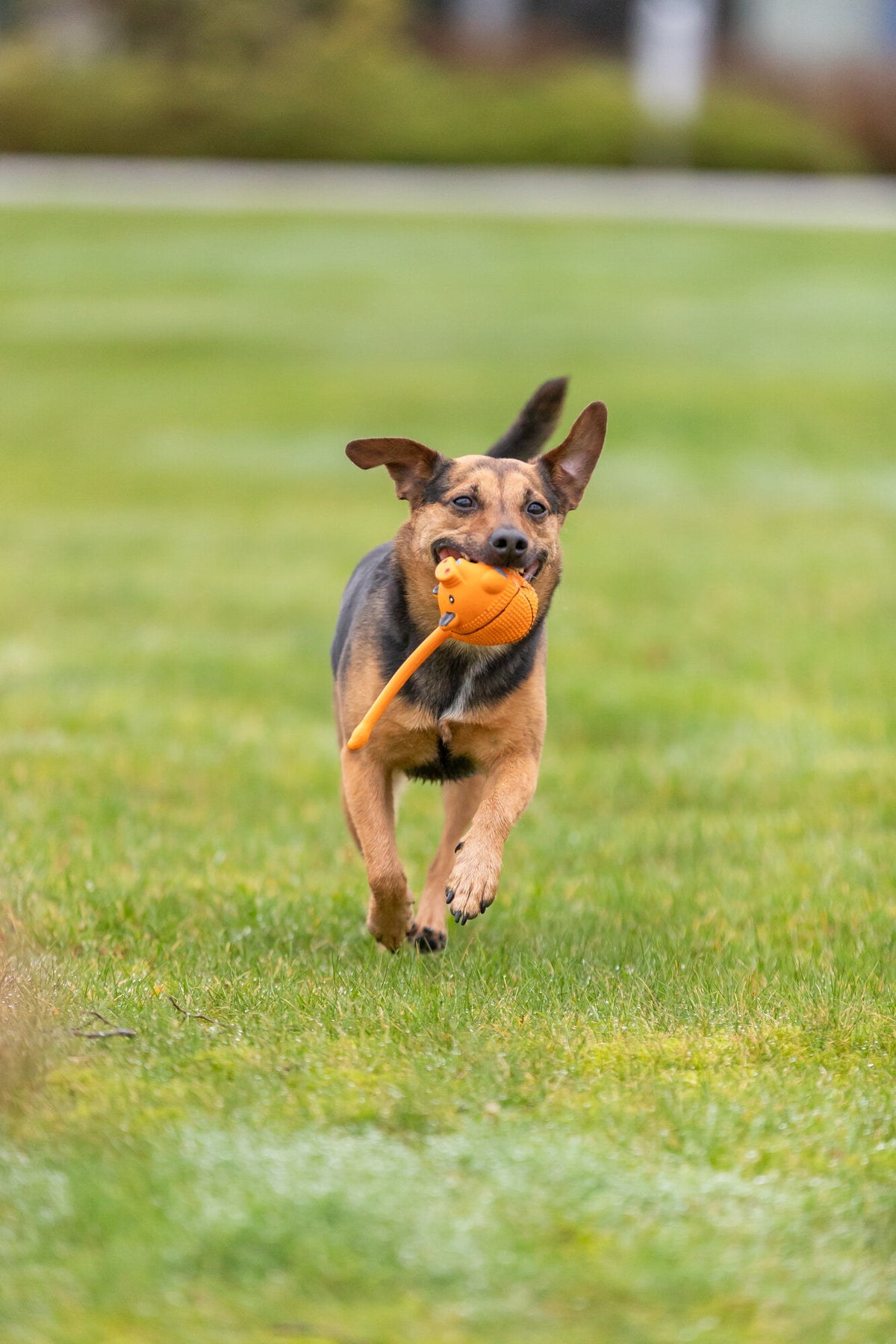 Trixie | Latex Animal Ball With Tail | Dog Toy
