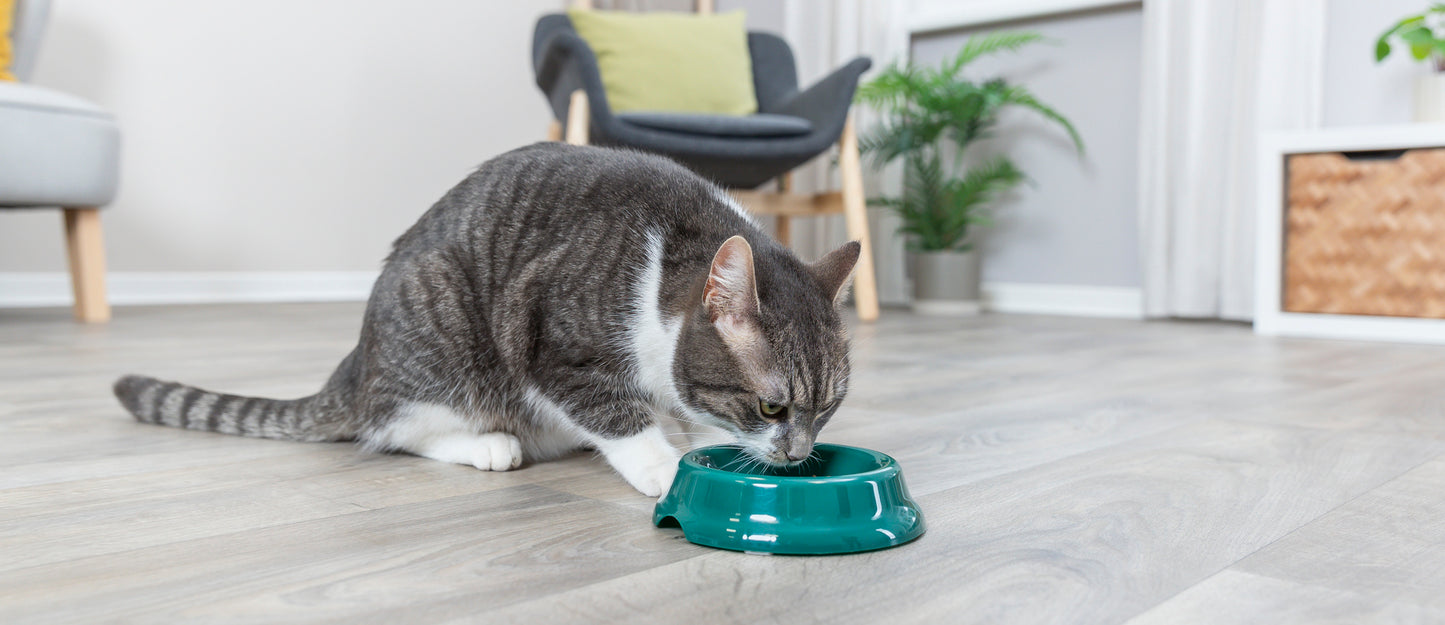 Trixie | Plastic Cat Bowl | 11cm | NonSlip Feeding Dish | Black, Green and Pink Options Available