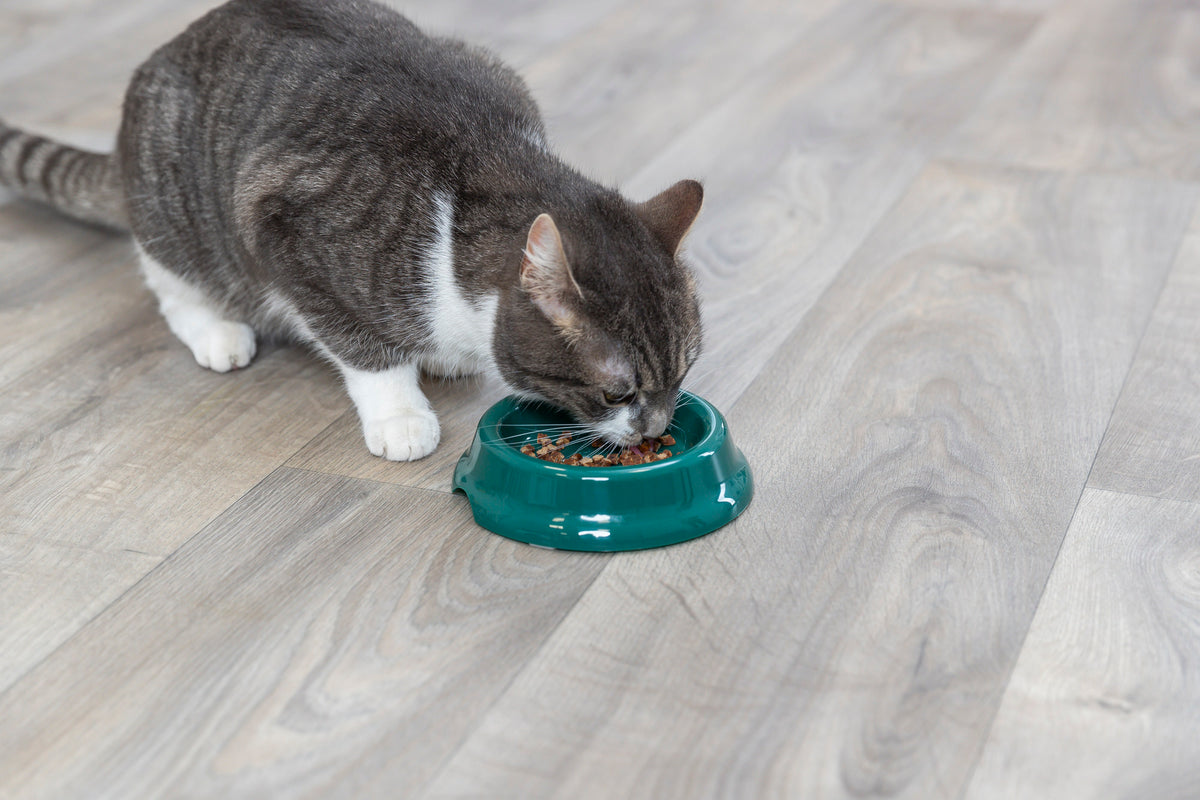 Trixie | Plastic Cat Bowl | 11cm | NonSlip Feeding Dish | Black, Green and Pink Options Available