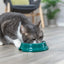Trixie | Plastic Cat Bowl | 11cm | NonSlip Feeding Dish | Black, Green and Pink Options Available
