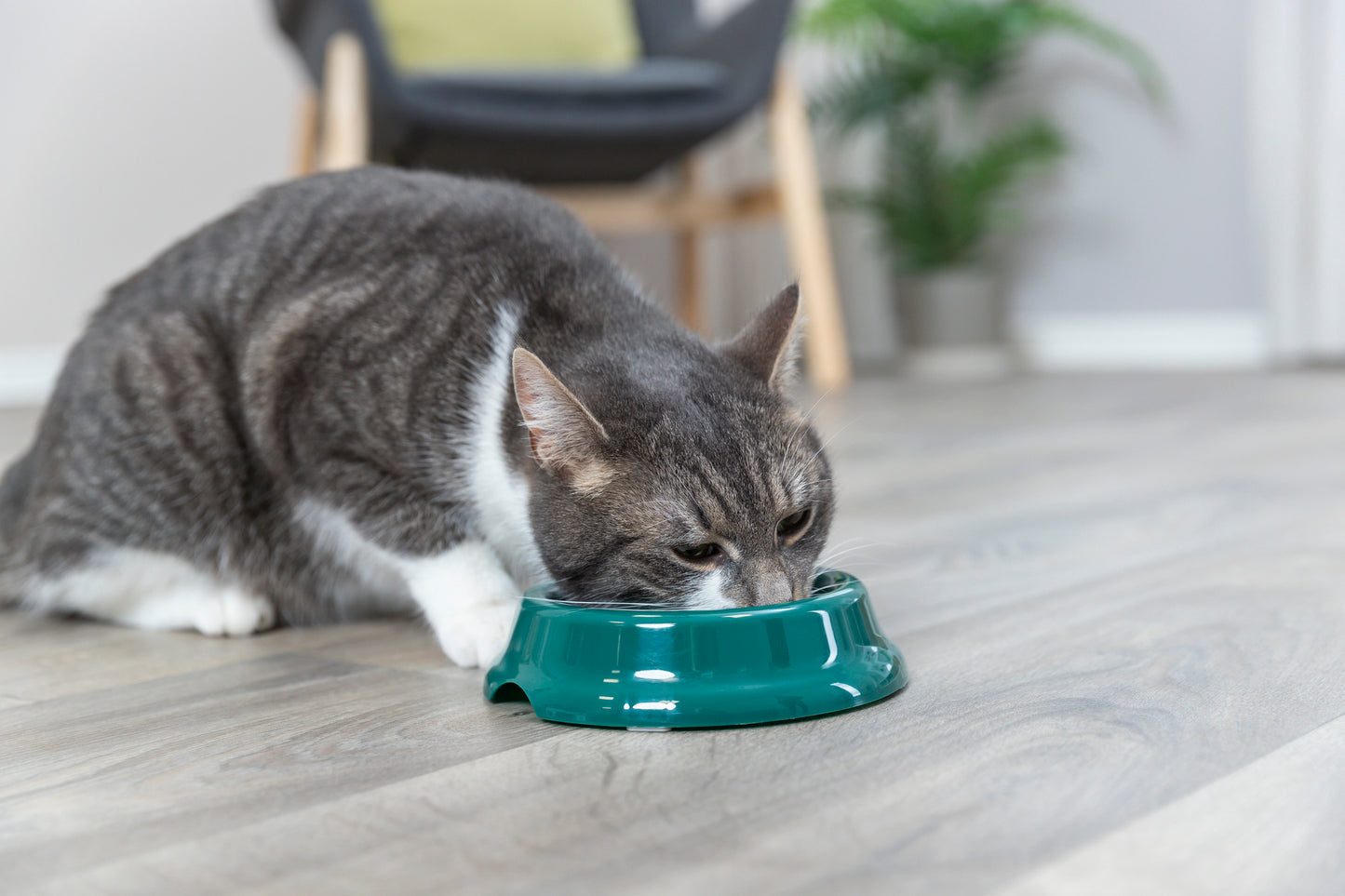 Trixie | Plastic Cat Bowl | 11cm | NonSlip Feeding Dish | Black, Green and Pink Options Available