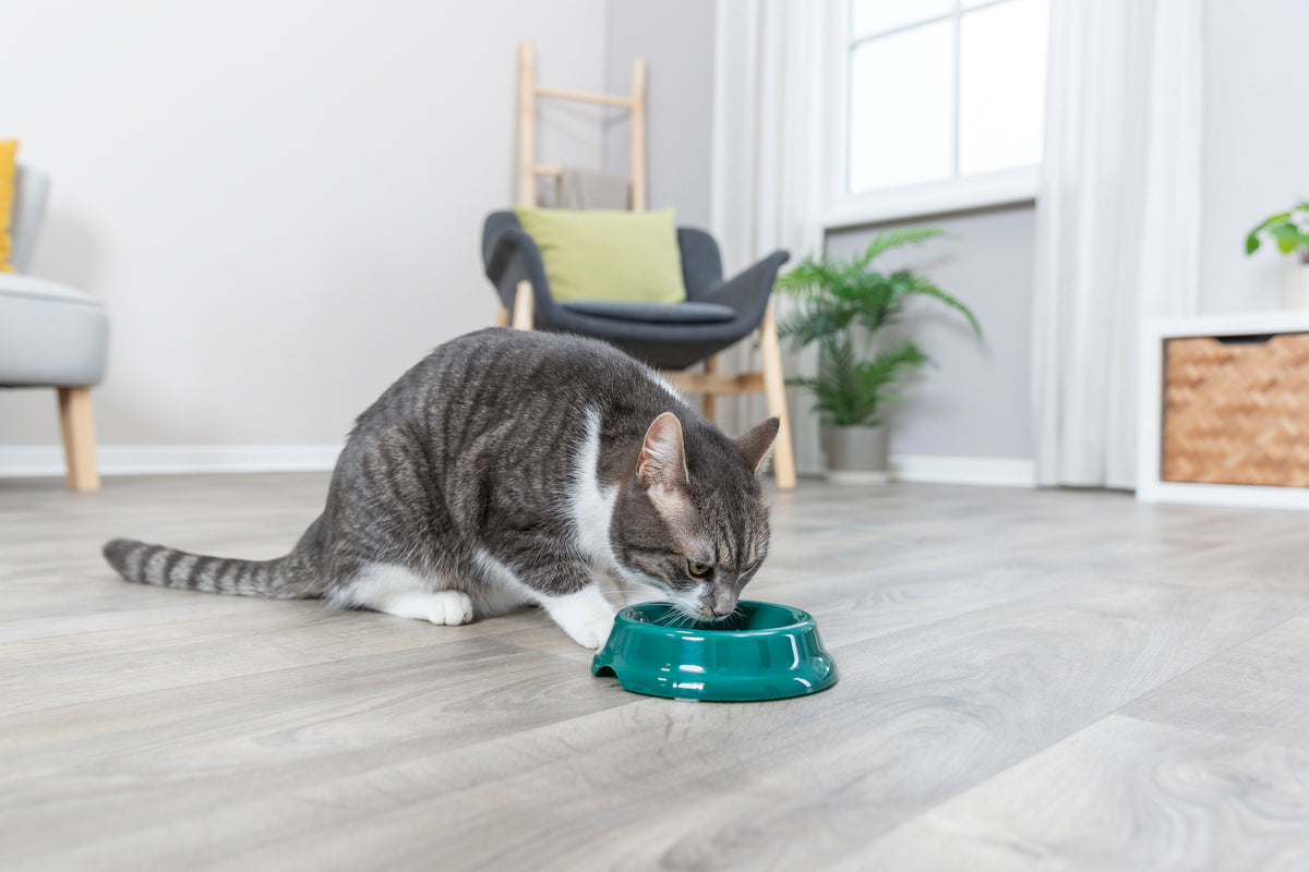 Trixie | Plastic Cat Bowl | 11cm | NonSlip Feeding Dish | Black, Green and Pink Options Available