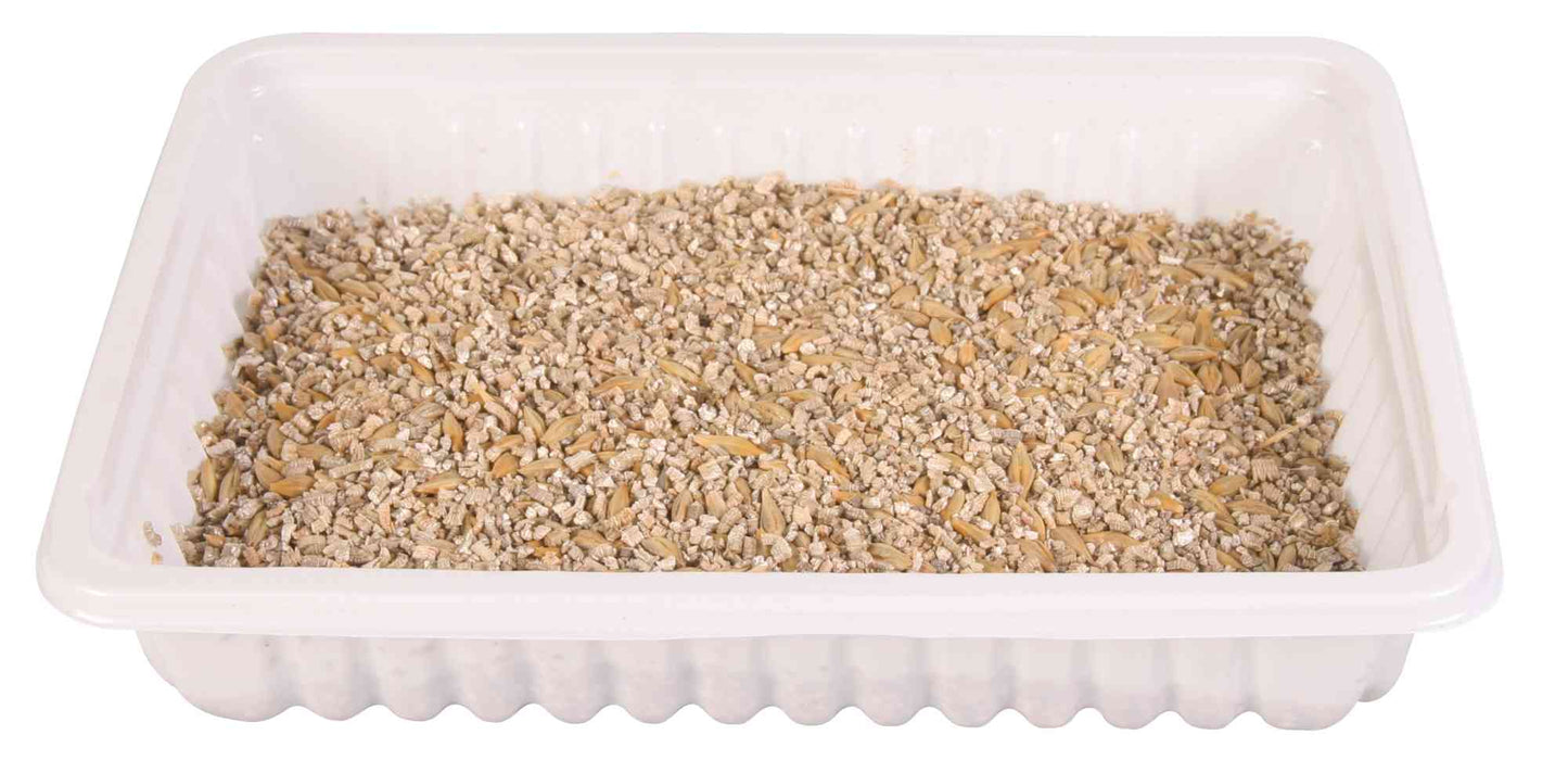 Cat grass in a white container on a white background