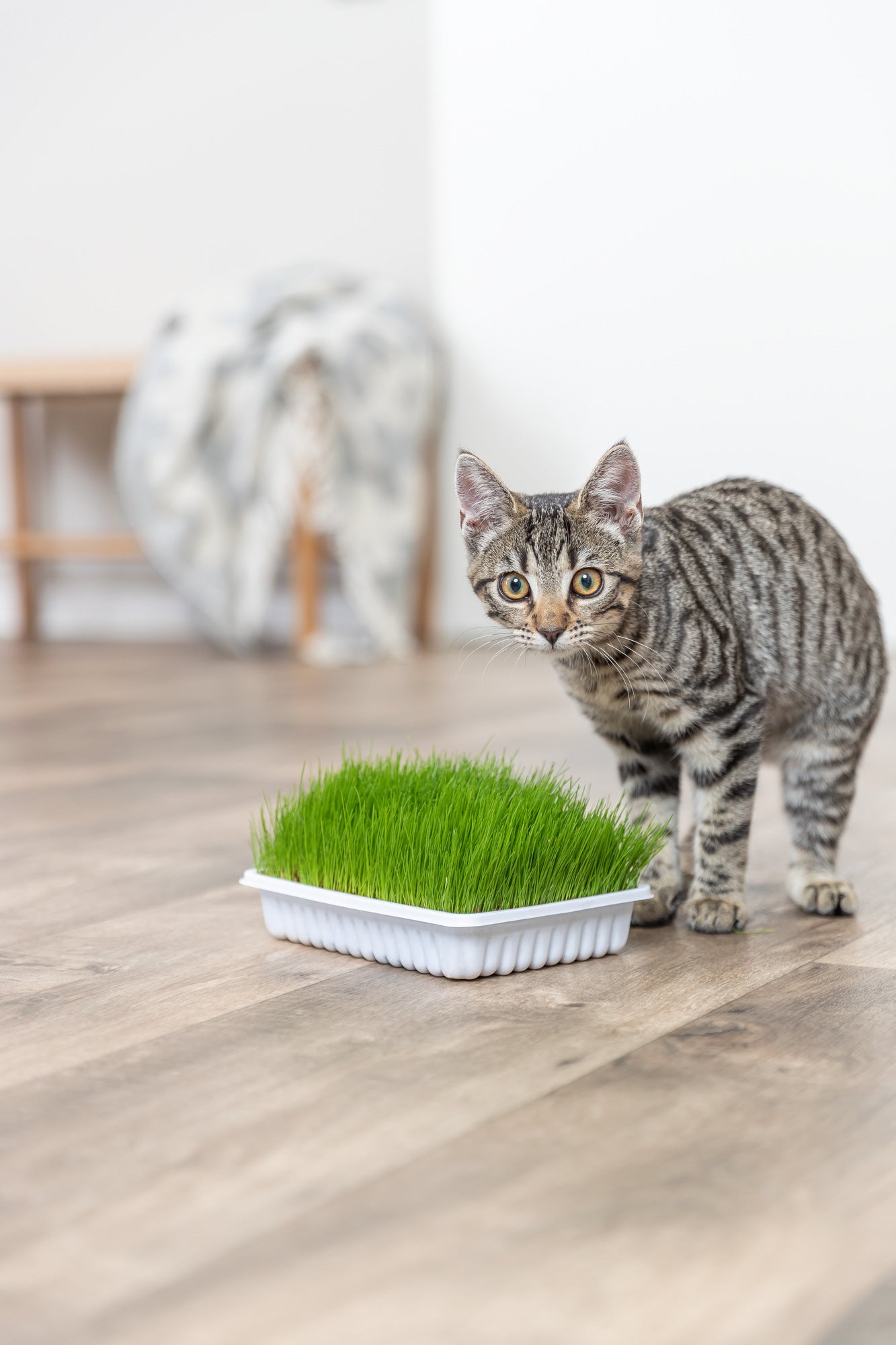 Trixie | Natural Kitten Enrichment | Italian Rye Grass Refill - 100g