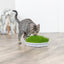 Trixie | Natural Kitten Enrichment | Italian Rye Grass Refill - 100g