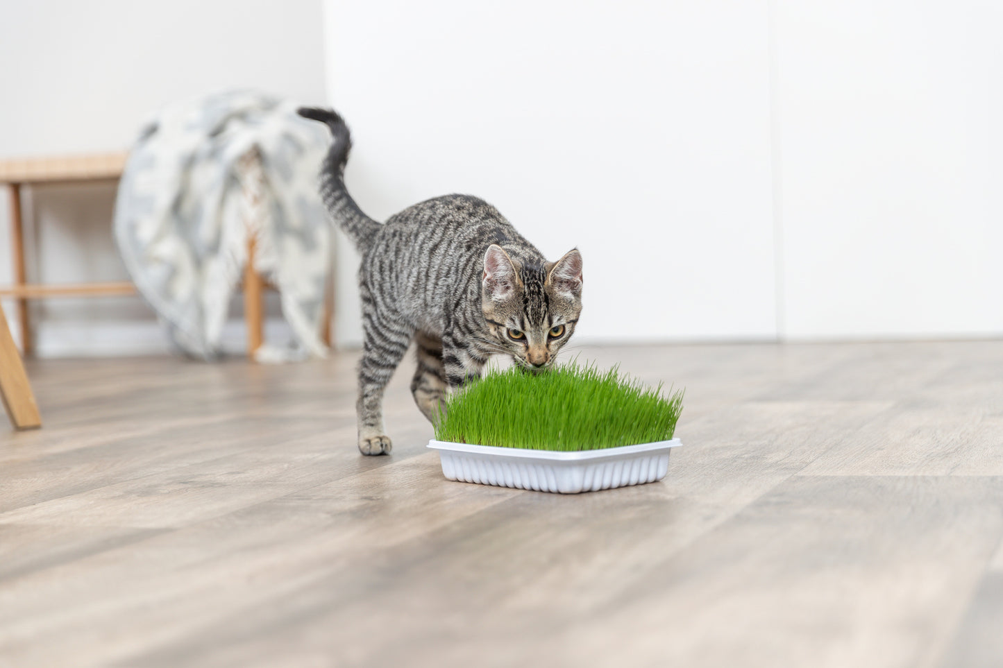 Trixie | Natural Kitten Enrichment | Italian Rye Grass Refill - 100g