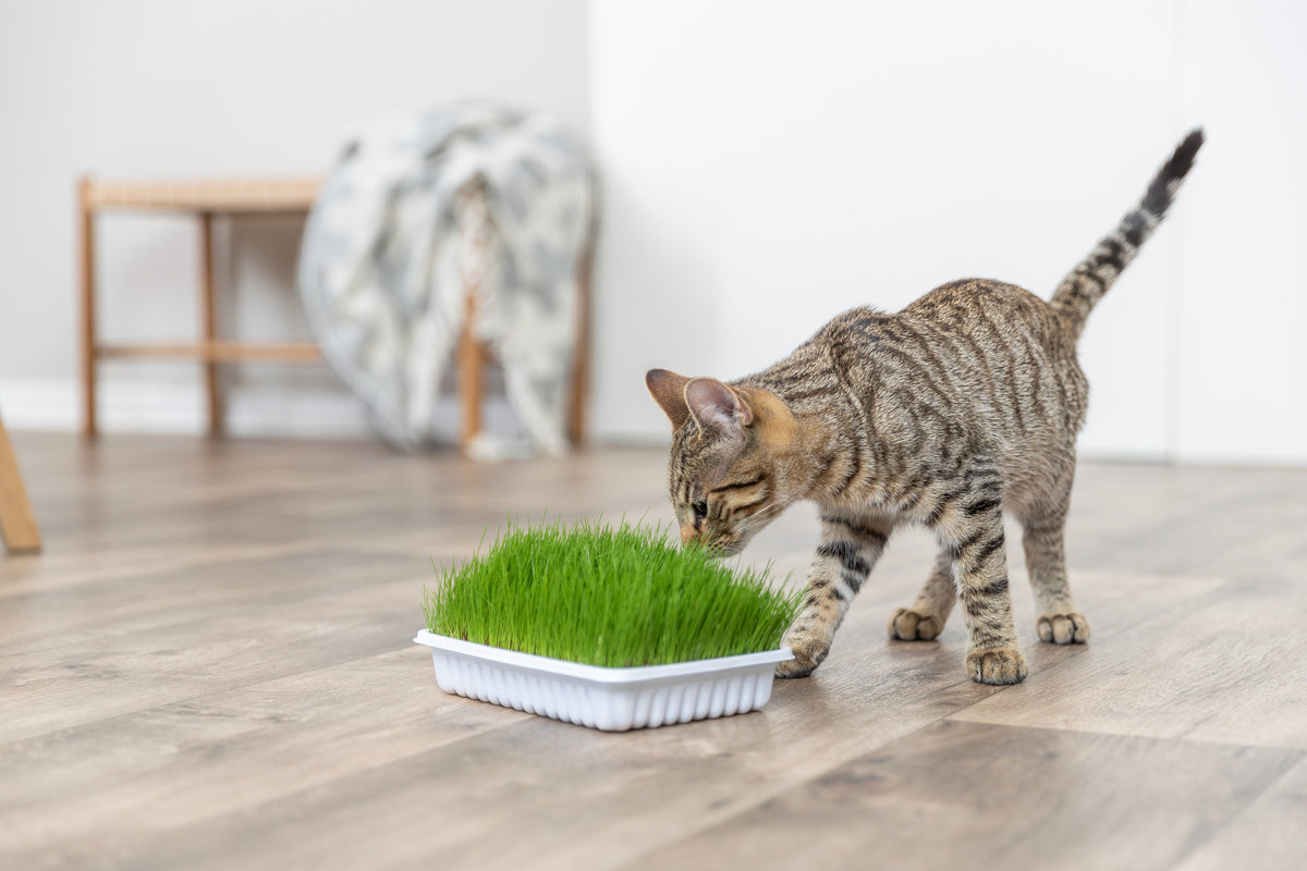 Trixie | Natural Kitten Enrichment | Italian Rye Grass Refill - 100g