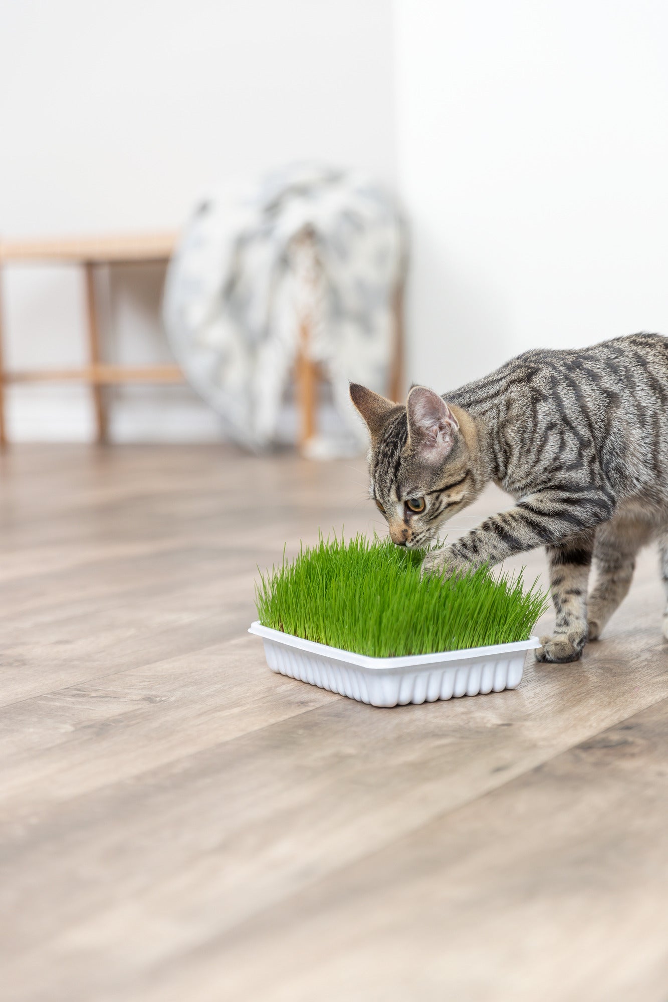 Cat eating grass from a small tray on a wooden floor
