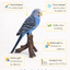 Vivid Arts | Blue Budgerigar Ornament | FrostResistant Resin | Indoor & Outdoor Ornament