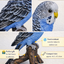 Vivid Arts | Blue Budgerigar Ornament | FrostResistant Resin | Indoor & Outdoor Ornament