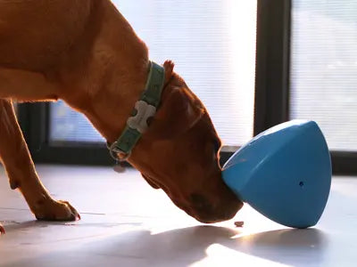 Roolo Interactive Dog Treat Dispenser - Mental Stimulation Toy