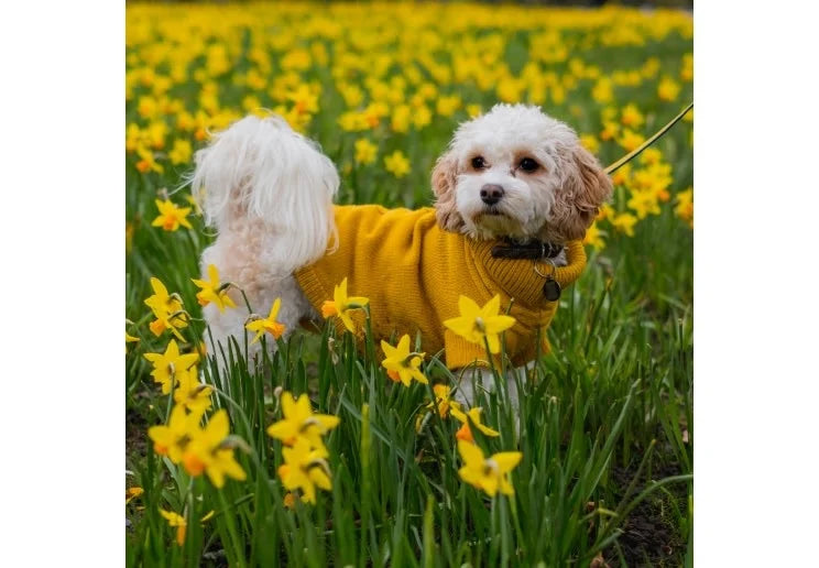 Mustard Cable Knit Dog Jumper by Ancol