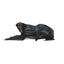 Greyhound Dog Coat Black 70cm by Ancol