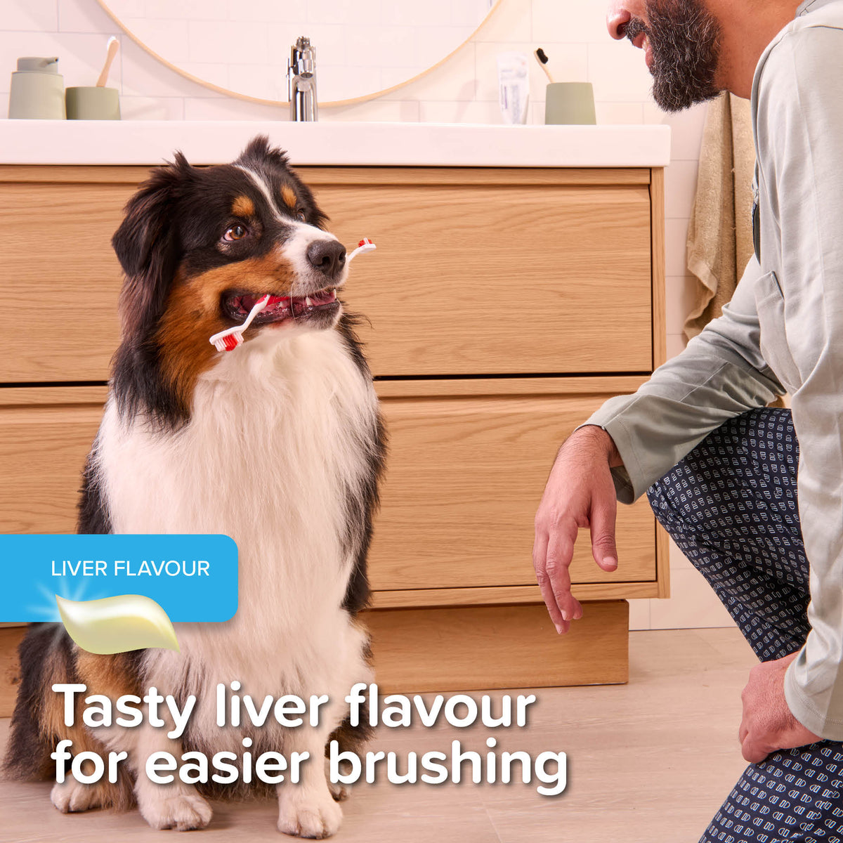 Dog with a toothbrush in its mouth next to a person in a bathroom setting, with text about liver-flavored treats for easier brushing.