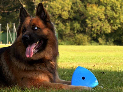 Roolo Interactive Dog Treat Dispenser - Mental Stimulation Toy