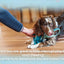 Dog being distracted by a toy on a wooden floor with text about reward toys.