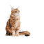 Royal Canin Digestive Care in Gravy | Wet Food for Sensitive Stomachs - 85g