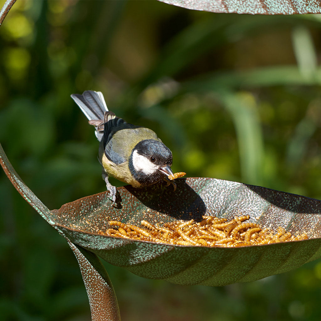 Peckish Dried Mealworms 175g | High Protein Wild Bird Food &  Treats