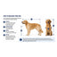 A measurement guide for measuring a dog for air travel, showing two golden retrievers labeled with dimensions A, B, C, and D, with explanatory text on a white background. Used to size dogs and cats for carrier used in airline travel.
