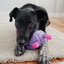 KONG Sherps Floofs Big Horn | Soft Dog Toy