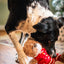 Rosewood Buddy Bear | Festive Soft Dog Toy