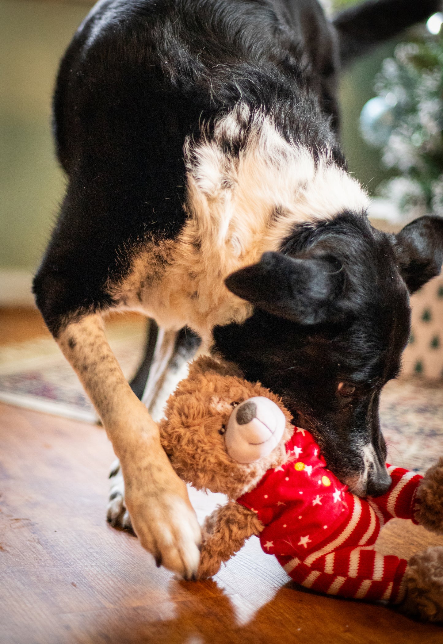 Rosewood Buddy Bear | Festive Soft Dog Toy