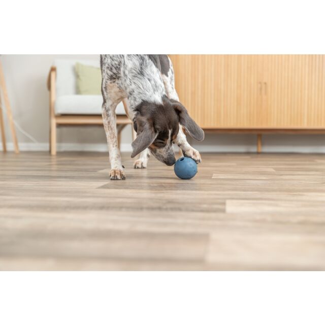 Dog playing with a blue ball on a wooden floor in a room.