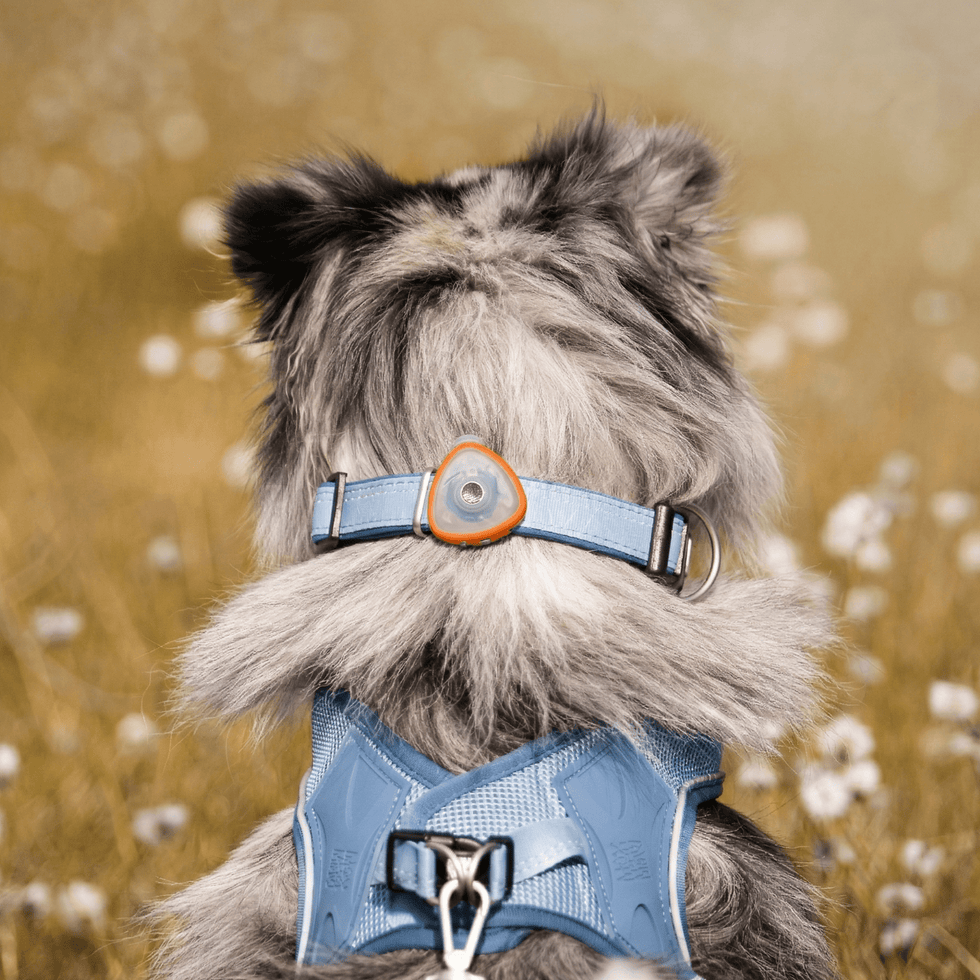 Soundshield™ Ultrasonic Flea & Tick Repeller | Chemical-Free Protection for Dogs