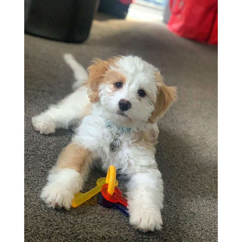 Small white and brown dog playing with a colorful toy on a carpeted floor.