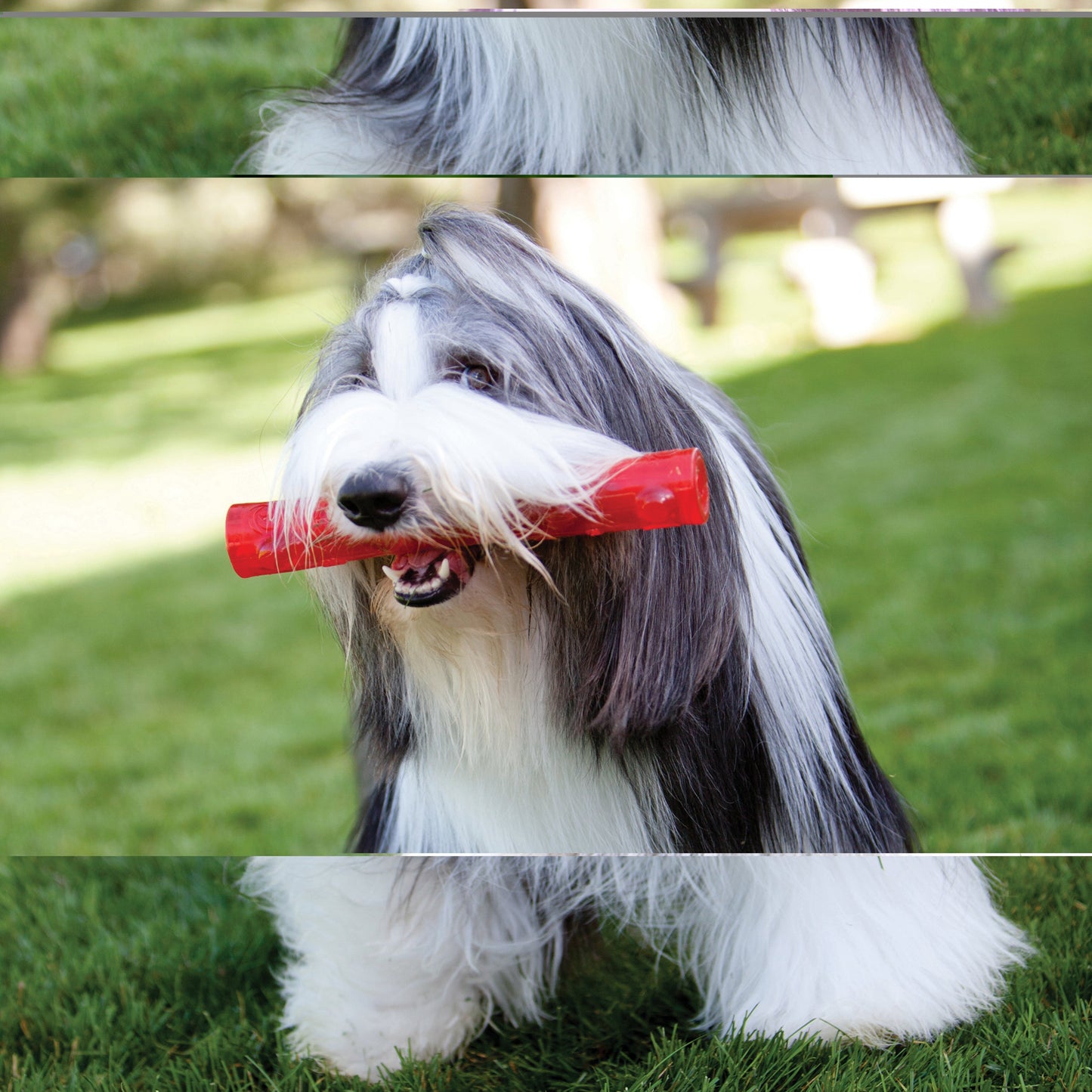 Kong Squeezz | Dog Stick Fetch Toy
