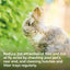Beaphar Ivermectin Fly Guard Spray - 75ml | Rabbit & Guinea Pig Health Care