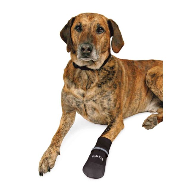 Dog wearing a black boot on a white background