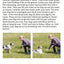 Trixie | Dog Activity | Training Touch Target Stick